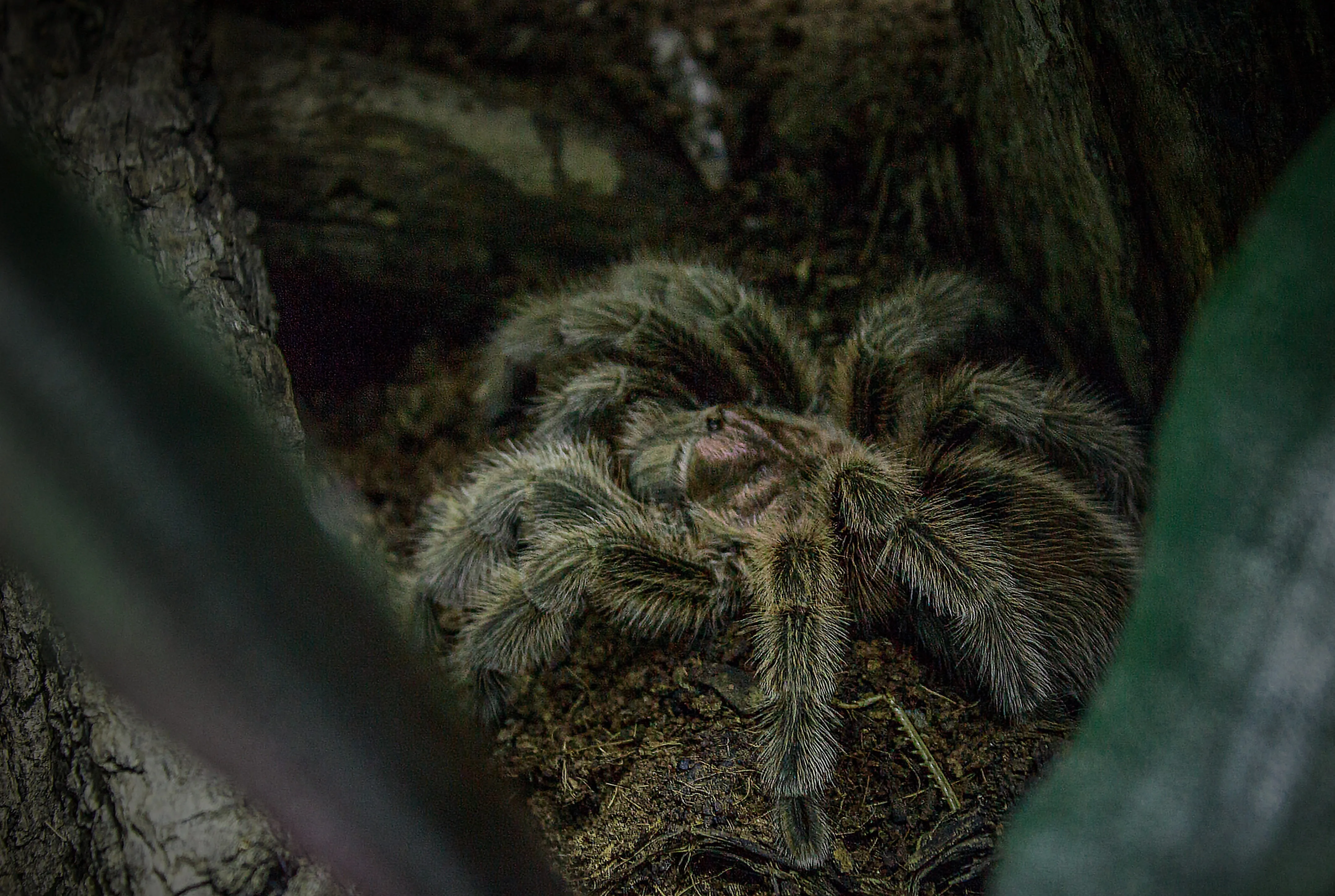 /img/19525-tarantula-habitat.webp