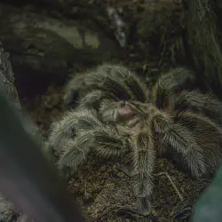 /img/19525-tarantula-habitat.webp