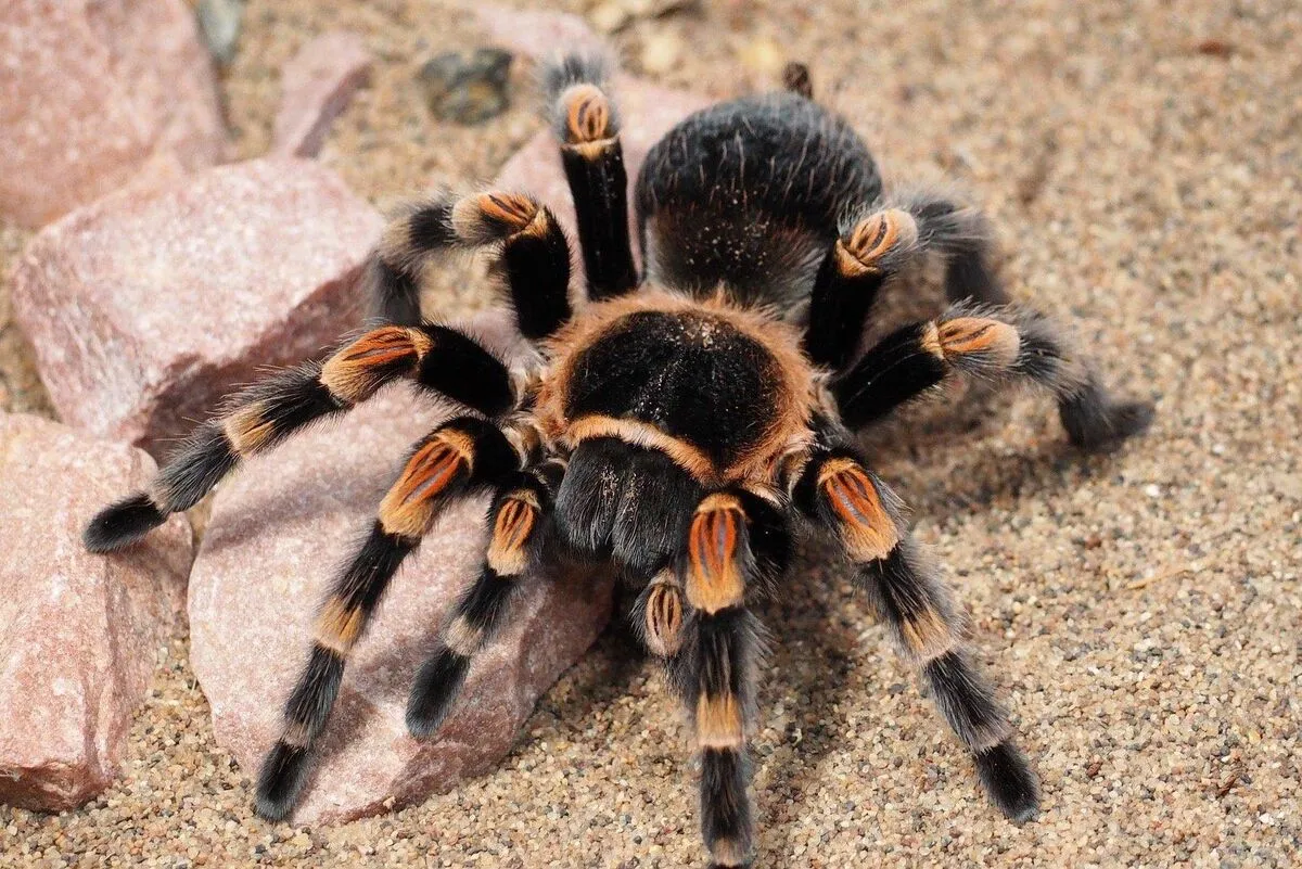 19525 tiger rump tarantula