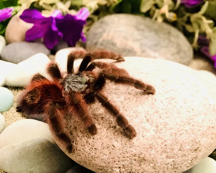 19526 crickets tarantula