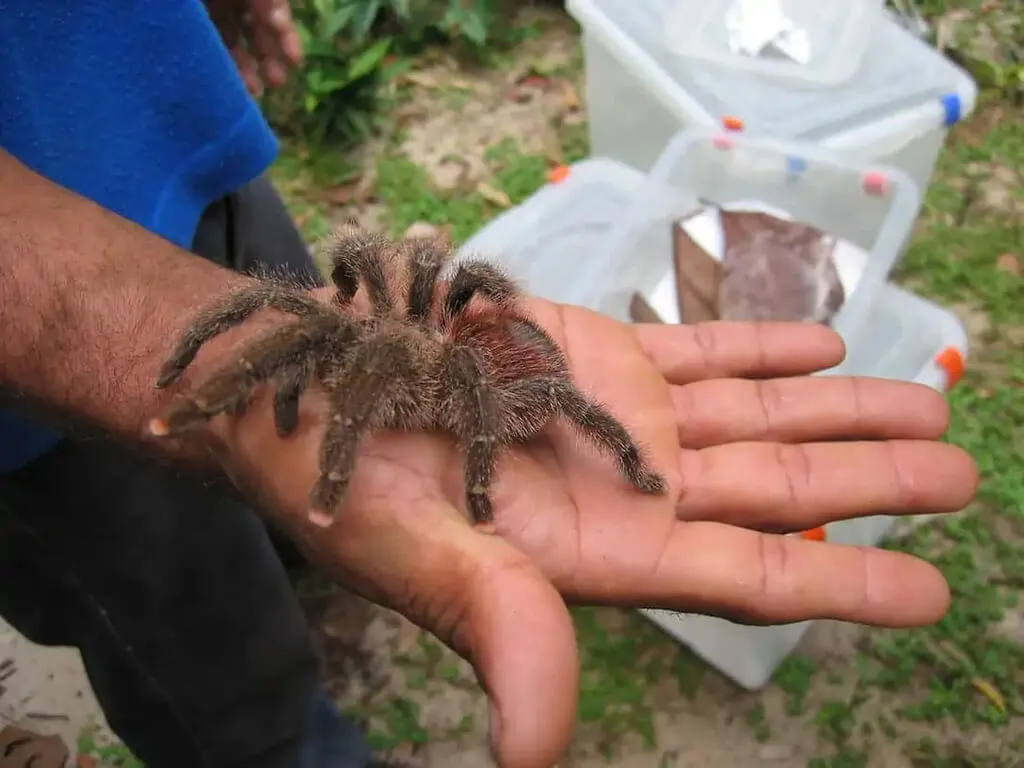 19526 fruit flies tarantula