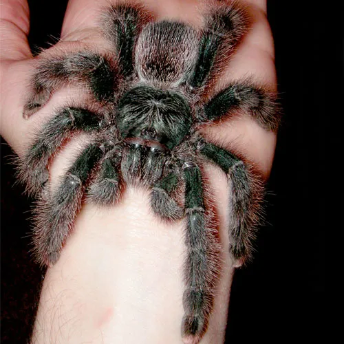 19526 locusts tarantula