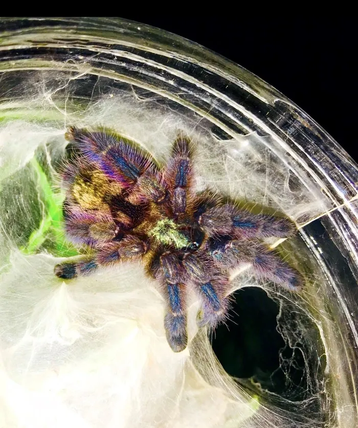 19526 mealworms tarantula