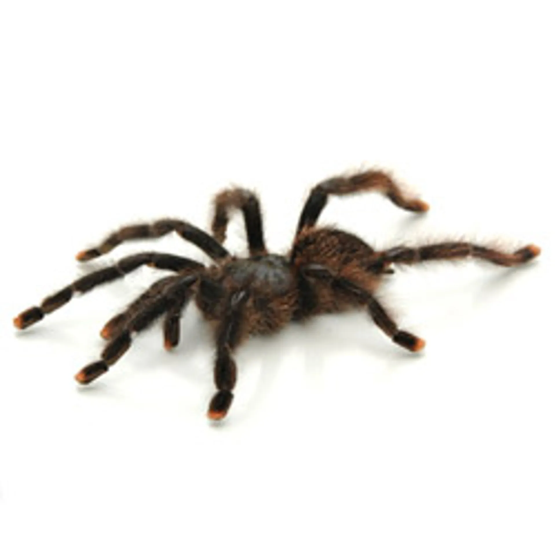 19526 pink toe tarantula feeding