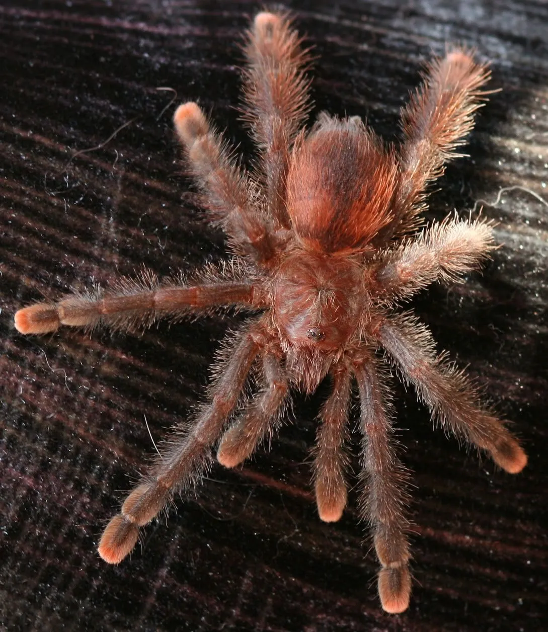 /img/19526-tarantula-feeding-environment.webp