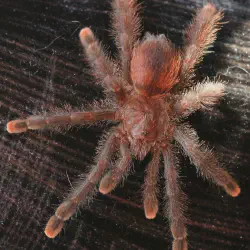 /img/19526-tarantula-feeding-environment.webp