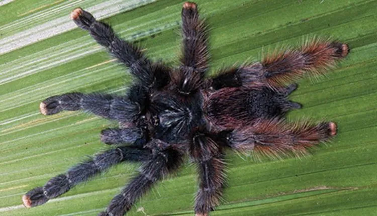 19526 tarantula feeding schedule