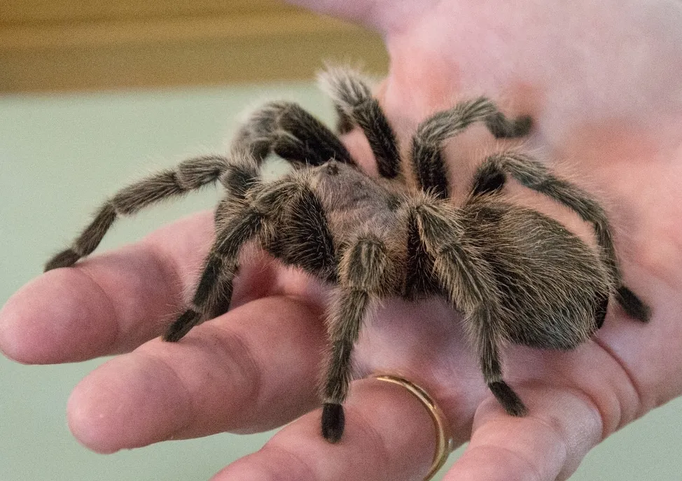 19528 tarantula prusa calibration