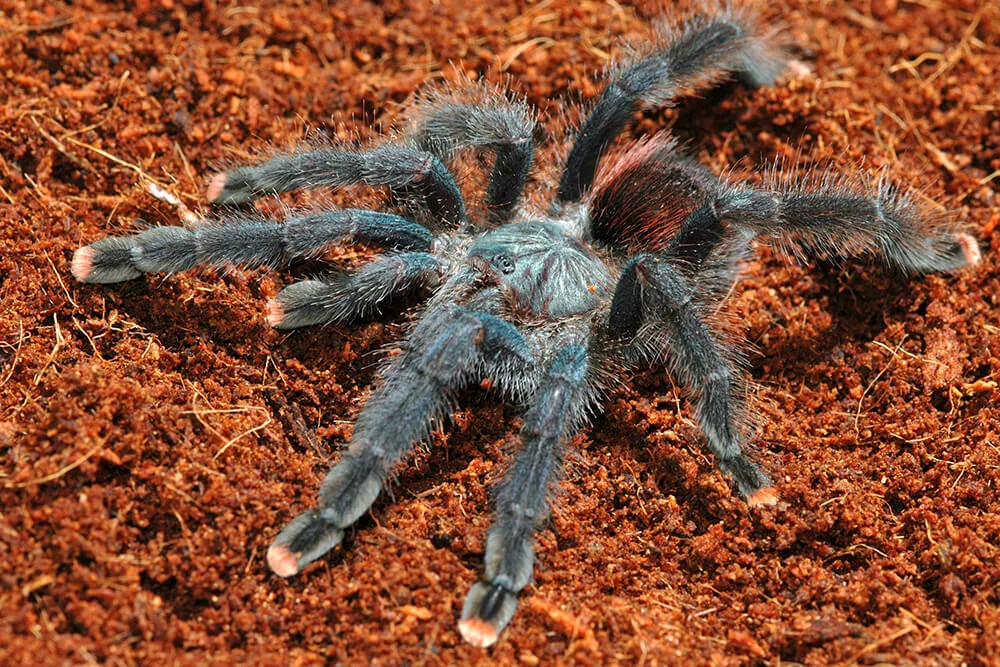 /img/19528-tarantula-prusa-maintenance.webp
