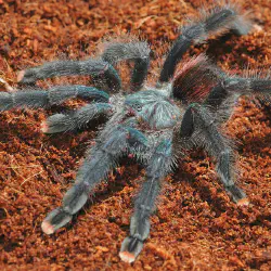 /img/19528-tarantula-prusa-maintenance.webp