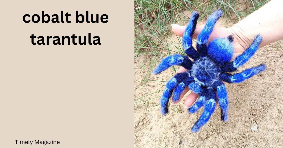 19529 blue tarantula nicaragua conservation