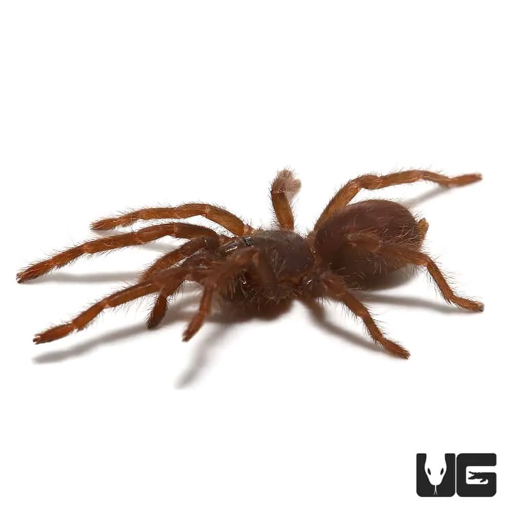 /img/19529-blue-tarantula-nicaragua-enclosure.webp