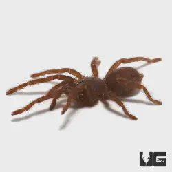 /img/19529-blue-tarantula-nicaragua-enclosure.webp