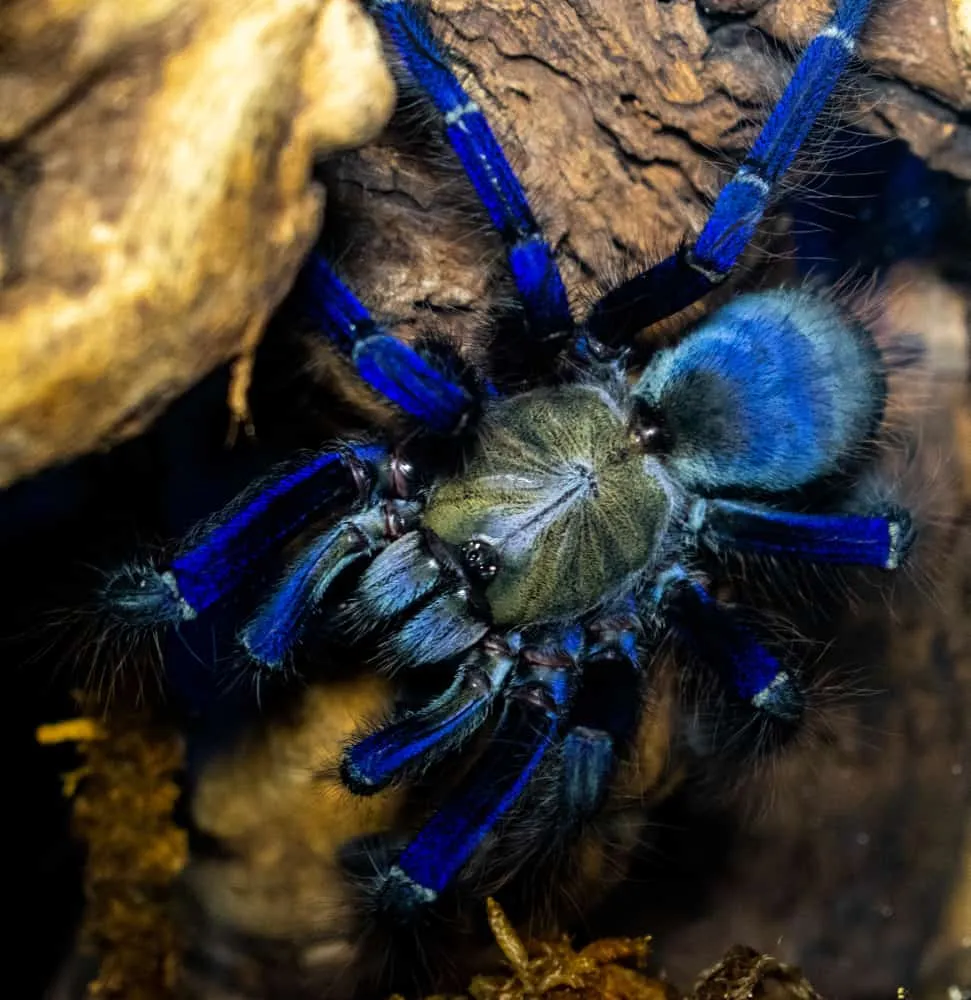 19529 blue tarantula nicaragua handling