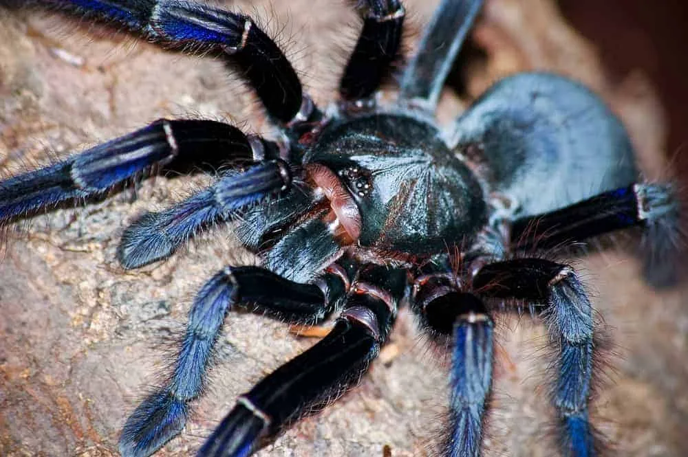19529 blue tarantula nicaragua map