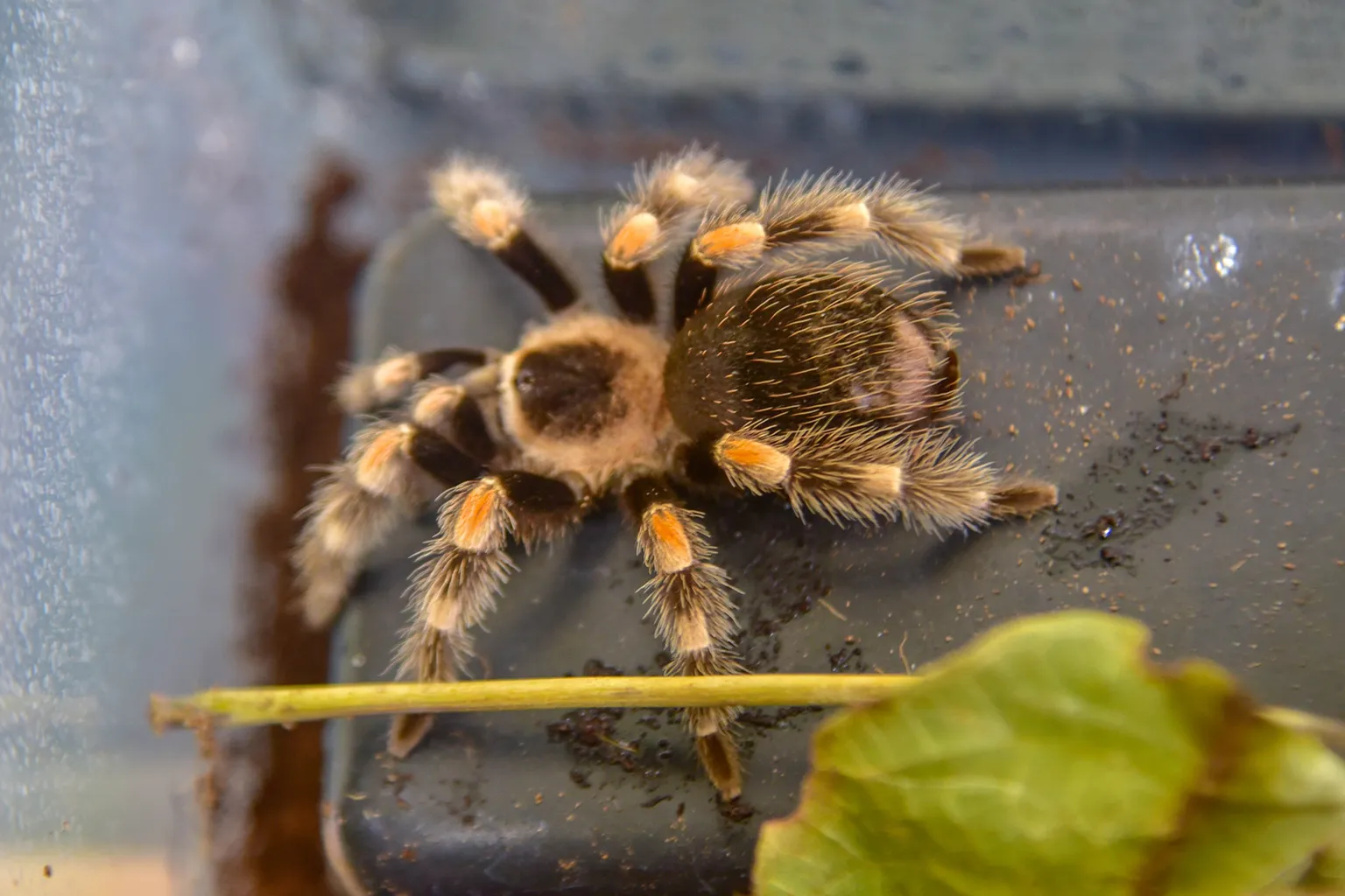 19532 redknee tarantula close up
