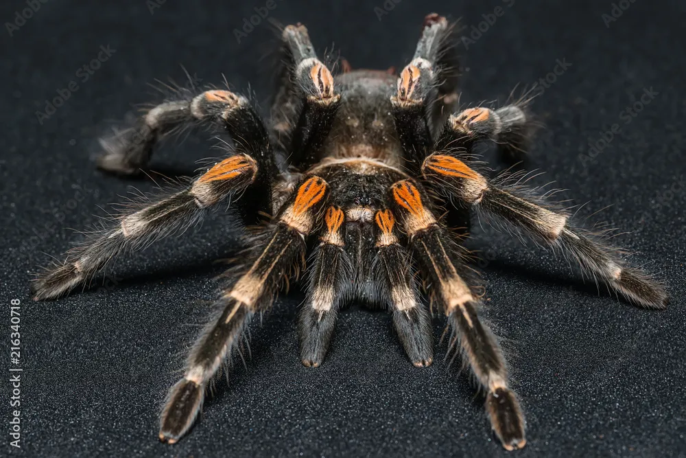 19532 redknee tarantula enclosure