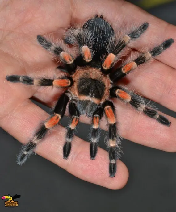 19532 redknee tarantula feeding