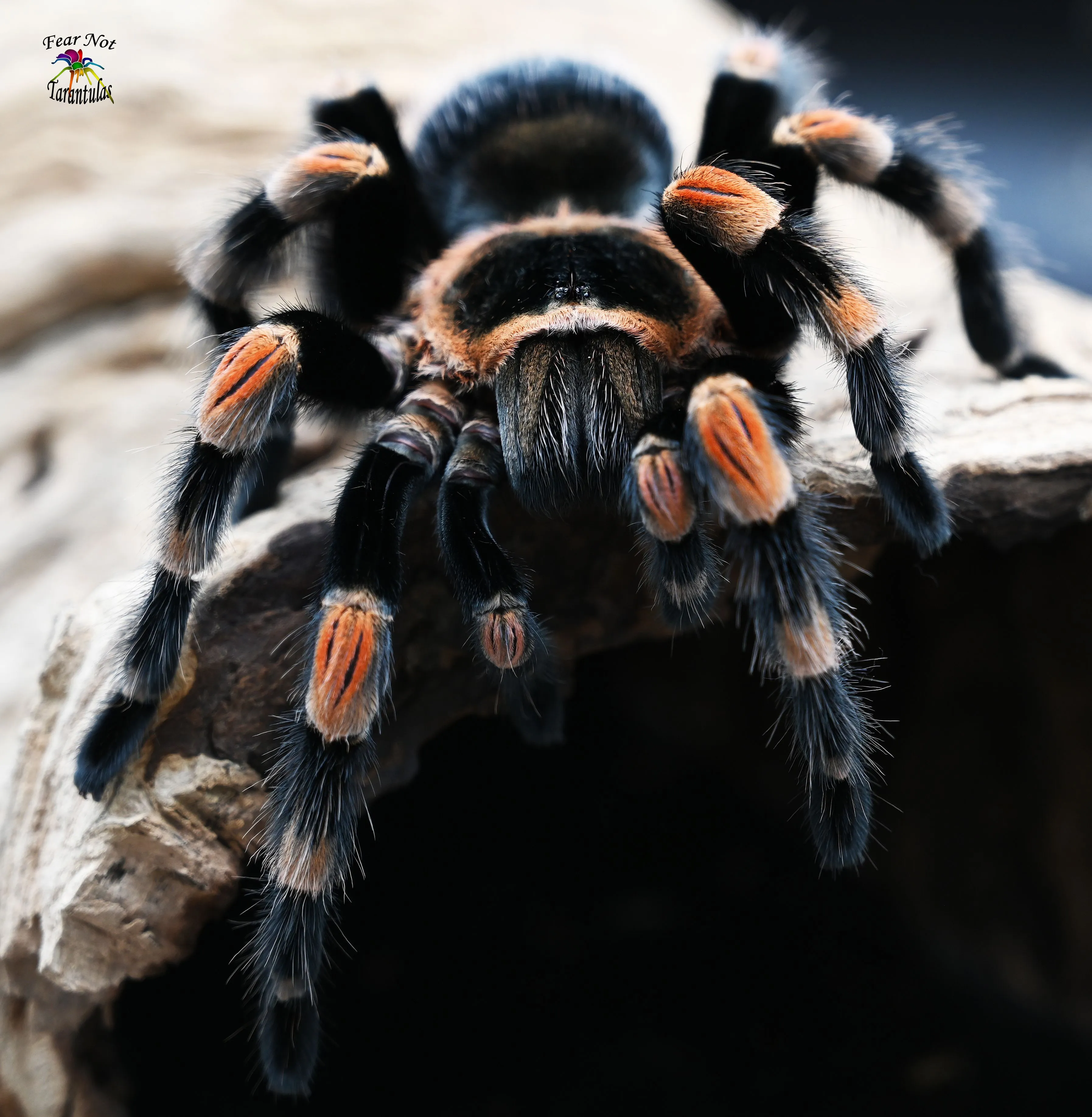19532 redknee tarantula molting