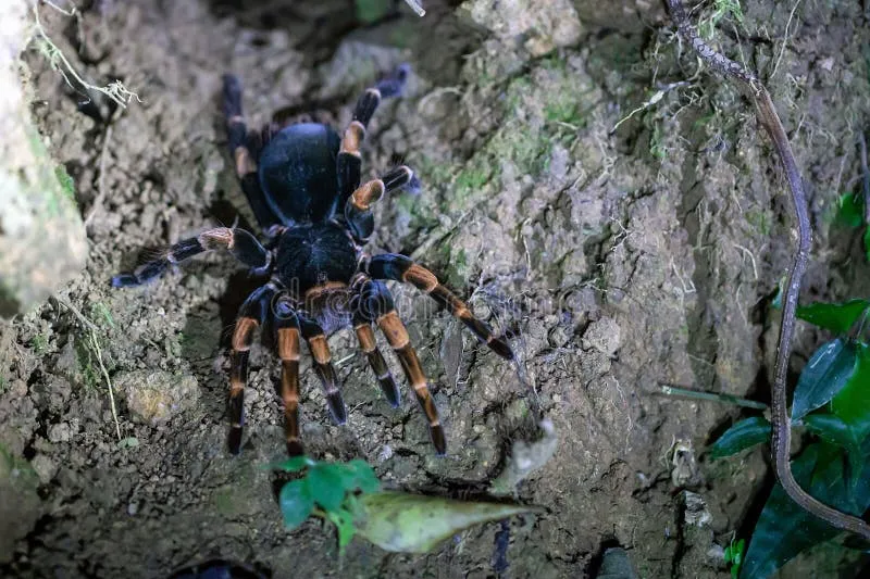19533 orange knee tarantula behavior
