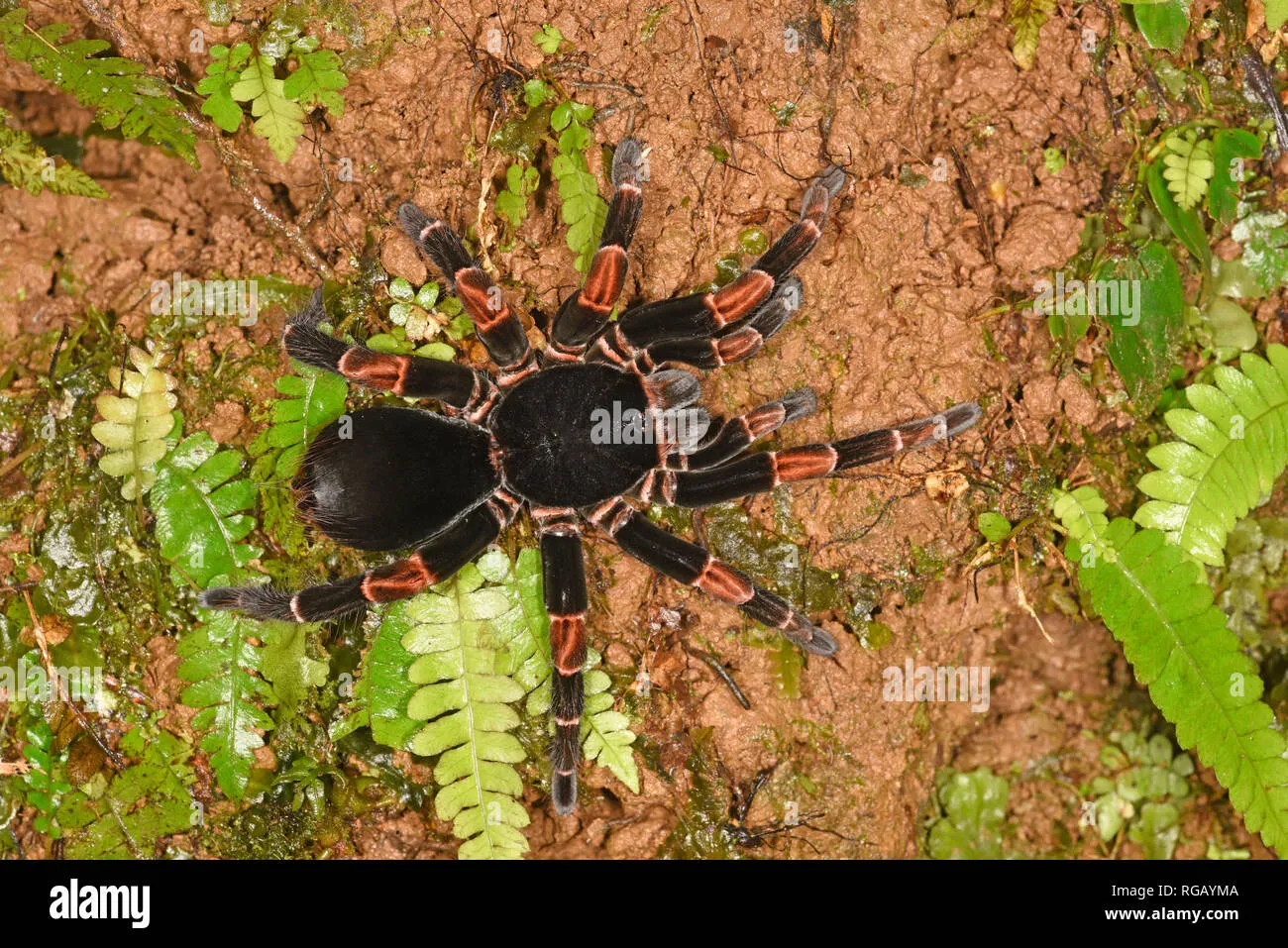 19533 orange knee tarantula conservation