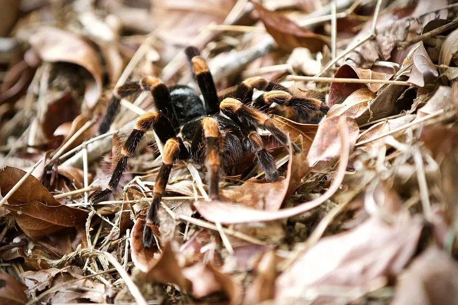 19533 orange knee tarantula feeding
