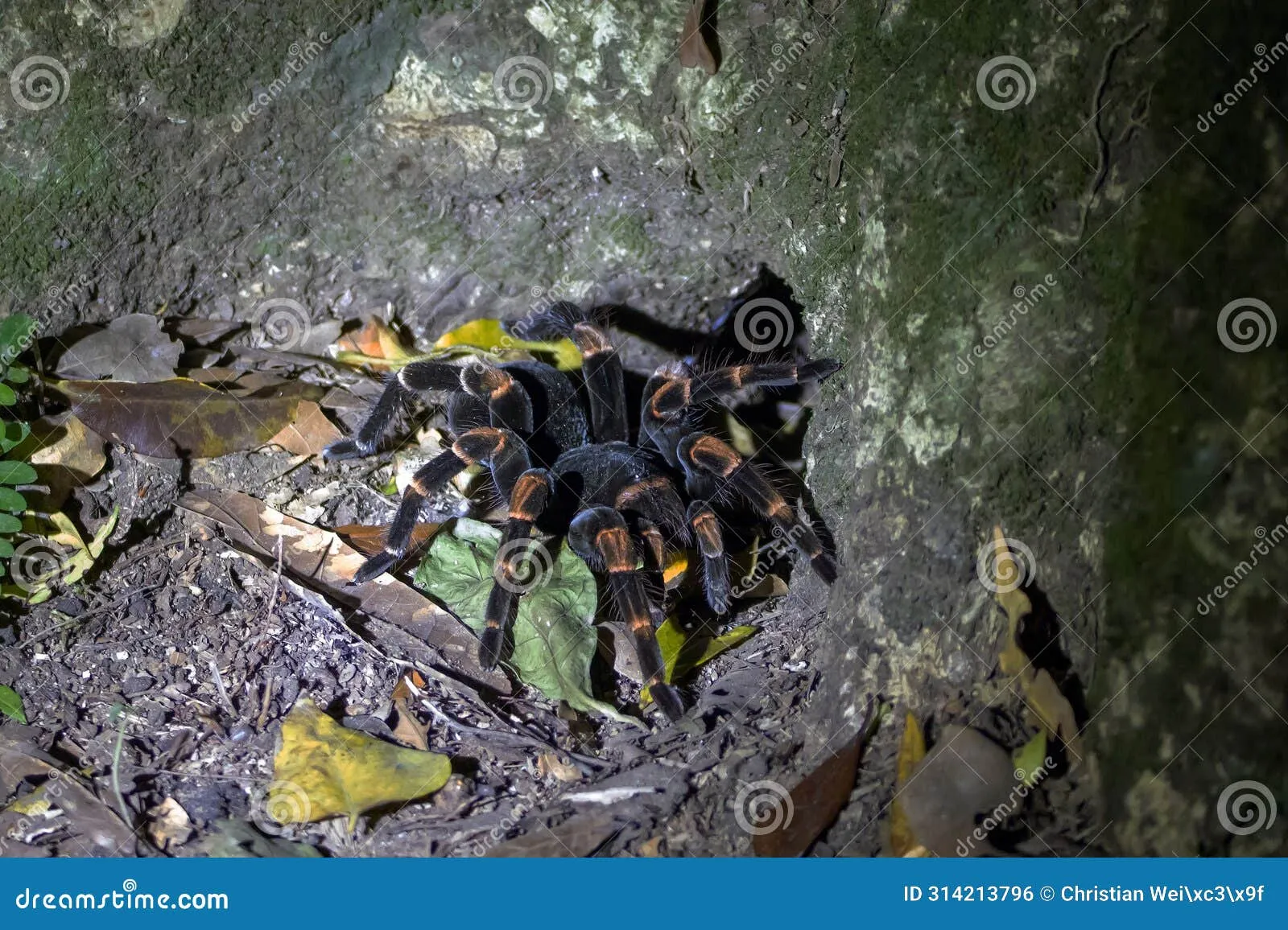 /img/19533-orange-knee-tarantula-lifespan.webp