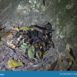 /img/19533-orange-knee-tarantula-lifespan.webp