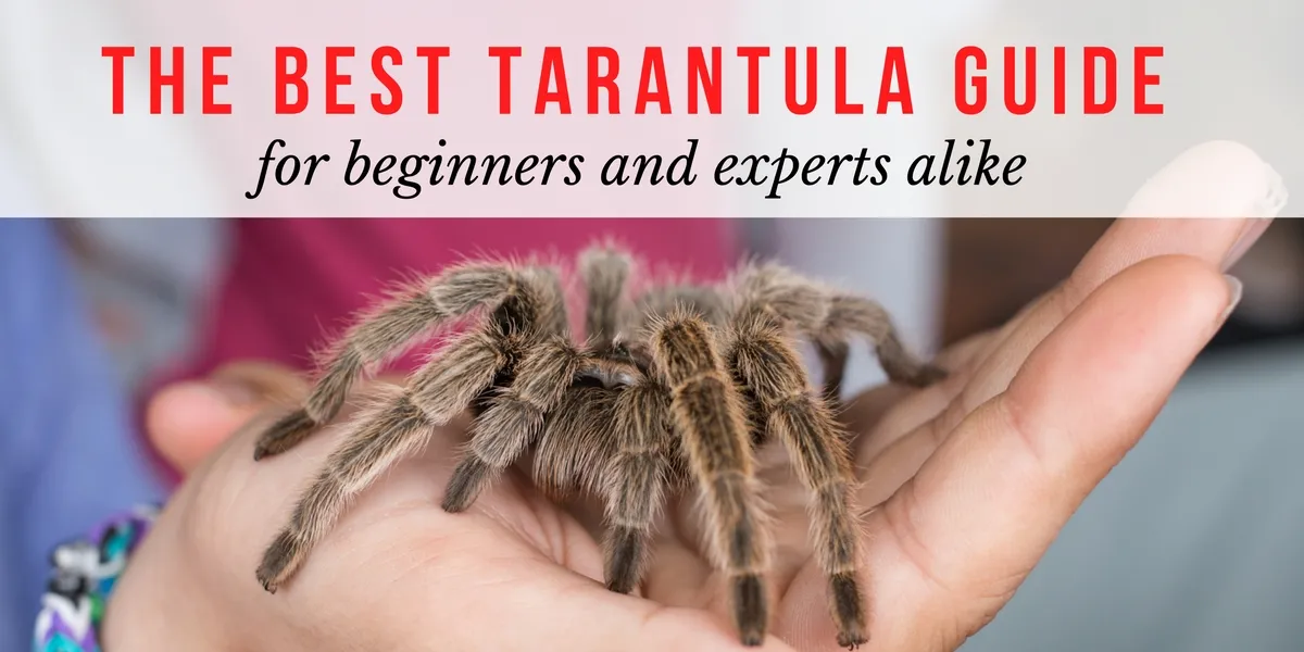 19534 chilean rose hair tarantula