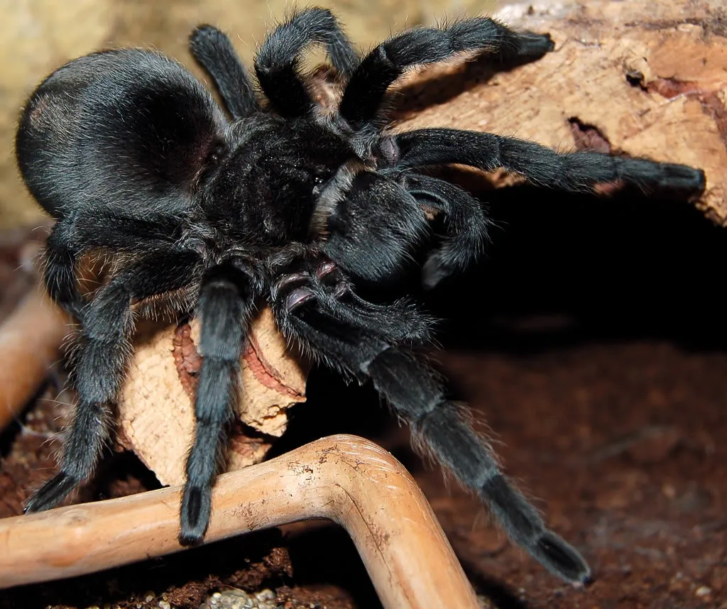 19534 costa rican zebra tarantula