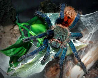 19534 curly hair tarantula