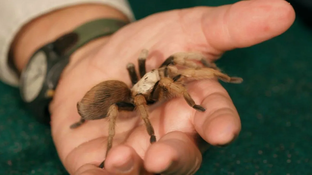 19534 mexican red knee tarantula