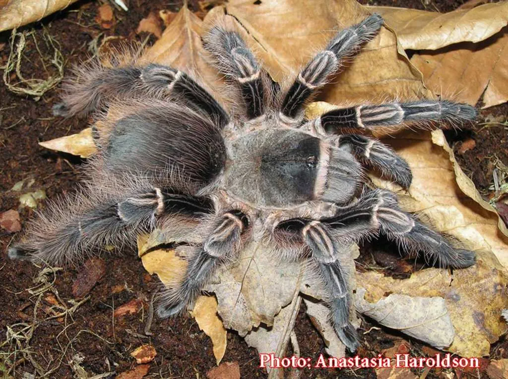 19534 pinktoe tarantula