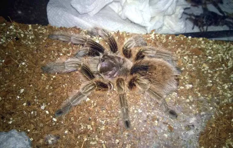 19534 tarantula enclosure