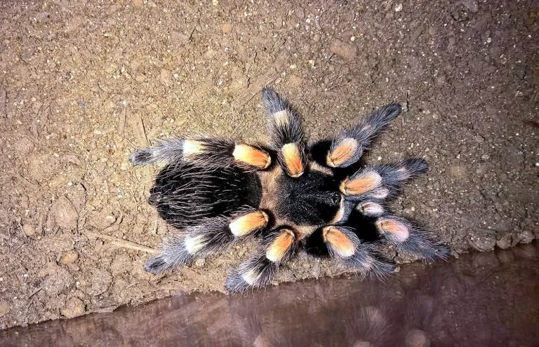 /img/19534-tarantula-feeding.webp