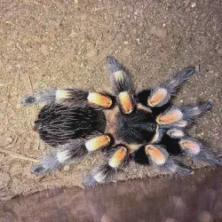 /img/19534-tarantula-feeding.webp