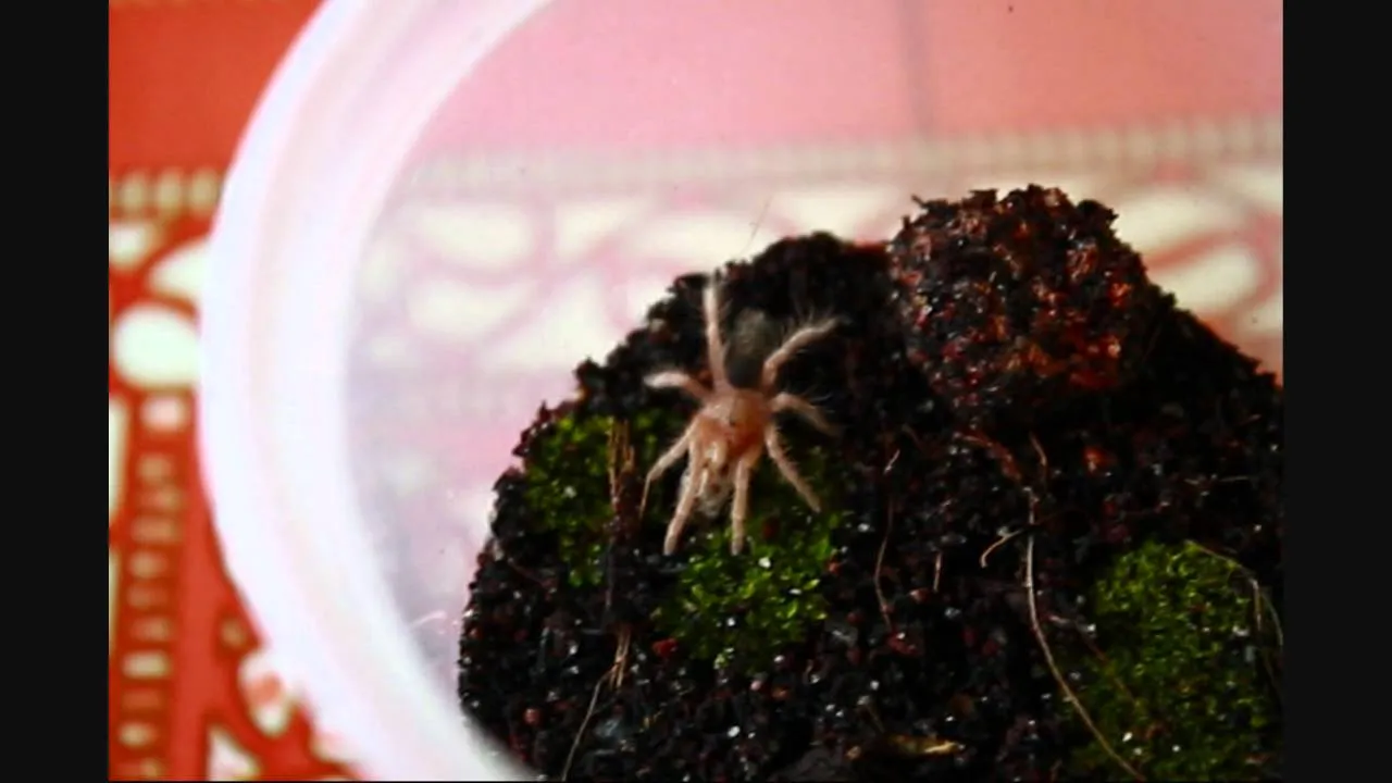 19535 chaco golden knee sling molting