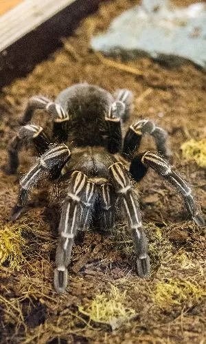 /img/19536-stripe-knee-tarantula-decor.webp