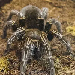 /img/19536-stripe-knee-tarantula-decor.webp