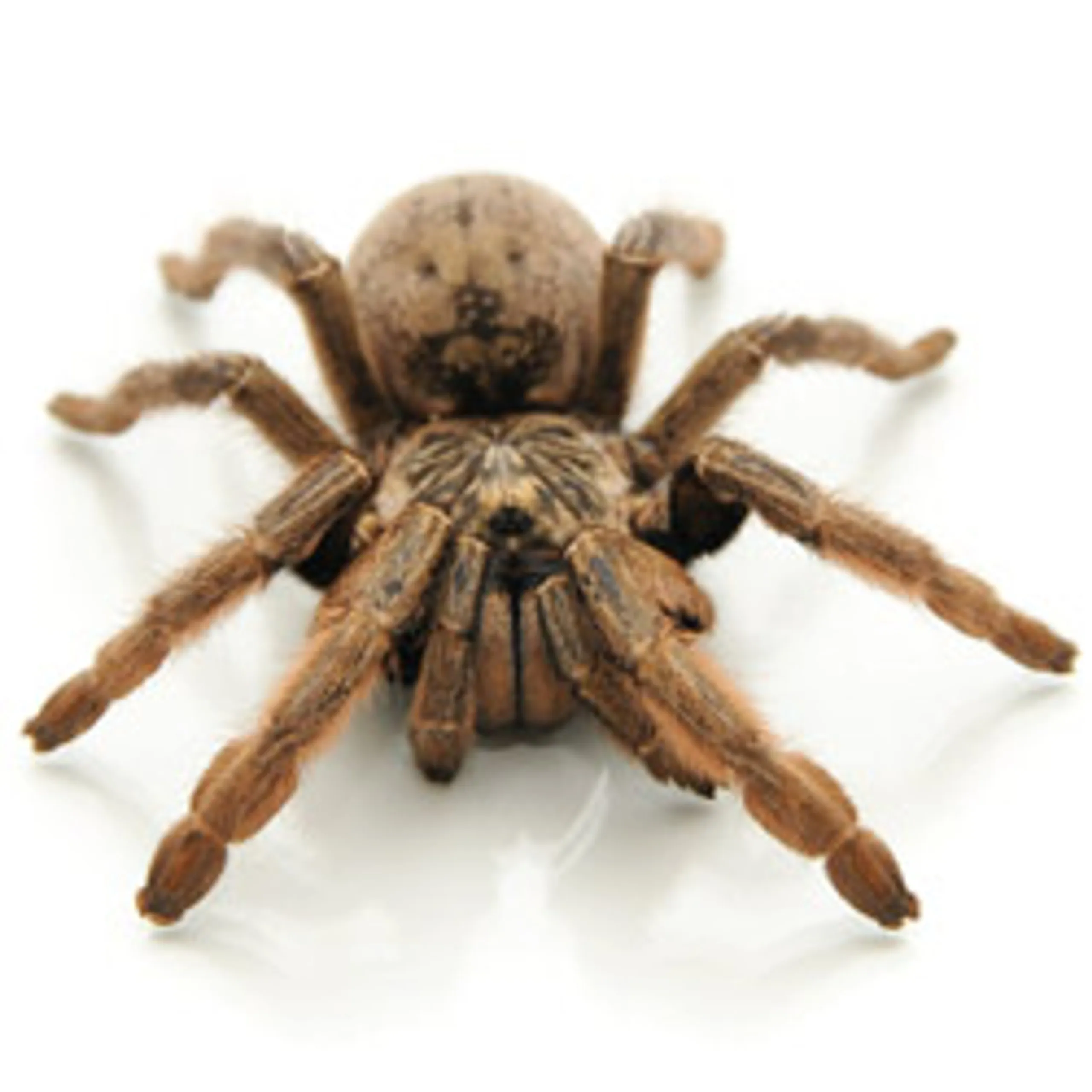 19536 stripe knee tarantula enclosure