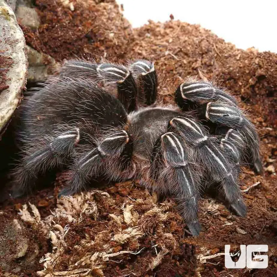 19536 stripe knee tarantula feeding