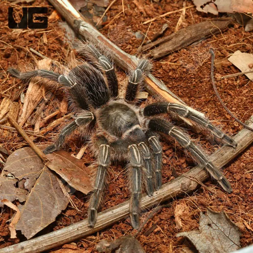 19536 stripe knee tarantula handling