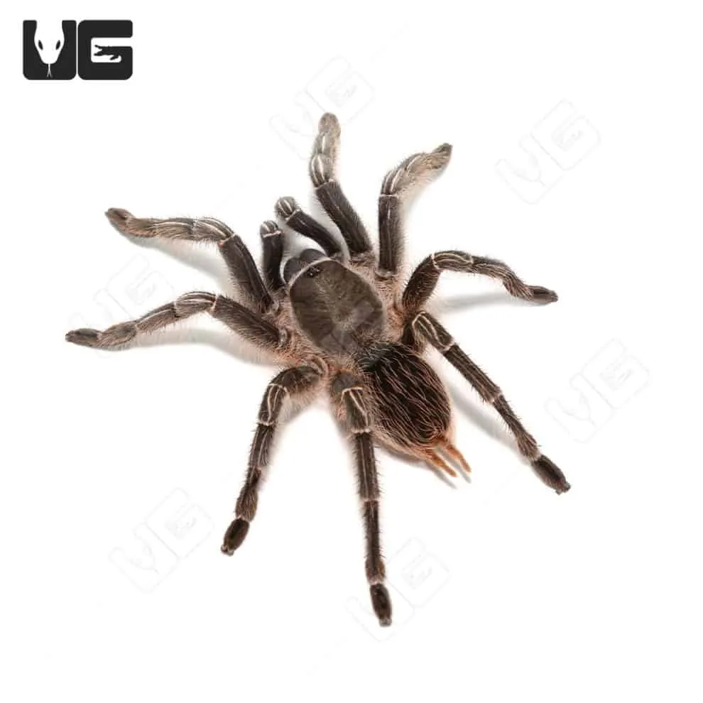 19536 stripe knee tarantula health