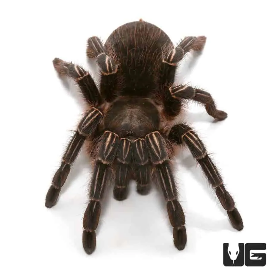 19536 stripe knee tarantula substrate