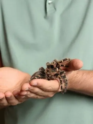19536 stripe knee tarantula water