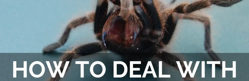 19537 tarantula dry bite handling