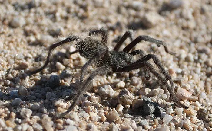 /img/19537-tarantula-dry-bite-safe-environment.webp