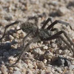 /img/19537-tarantula-dry-bite-safe-environment.webp