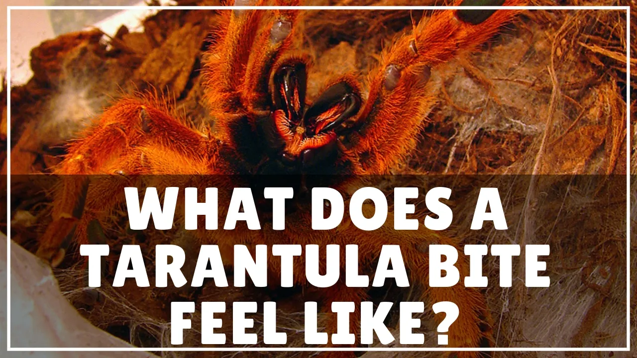 19537 tarantula dry bite tarantula defensive