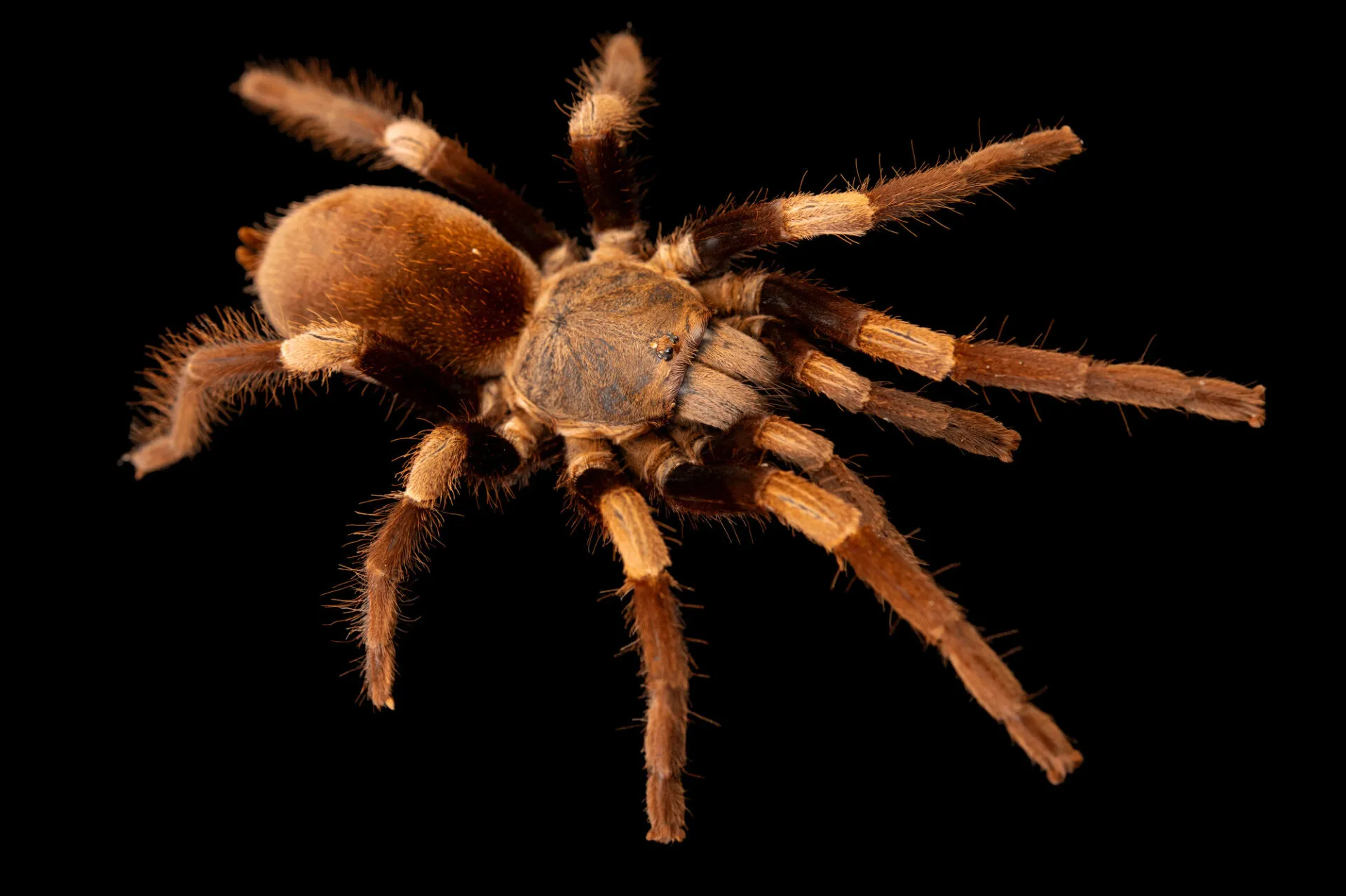 19538 suina tarantula cleaning